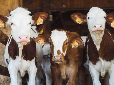 Beef Show