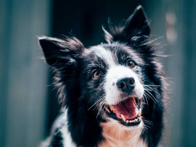 Dog Show