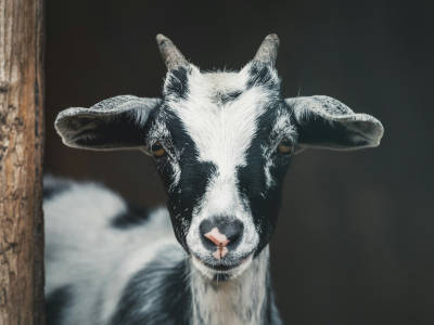 Goat Show