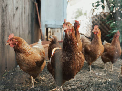Fowl Show
