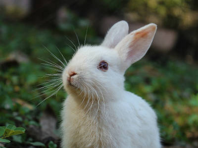 Rabbit Show