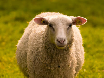 Sheep Show