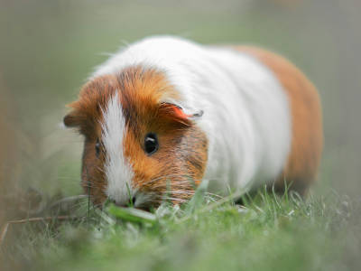 Cavy Show