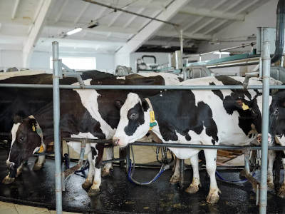 Dairy Show